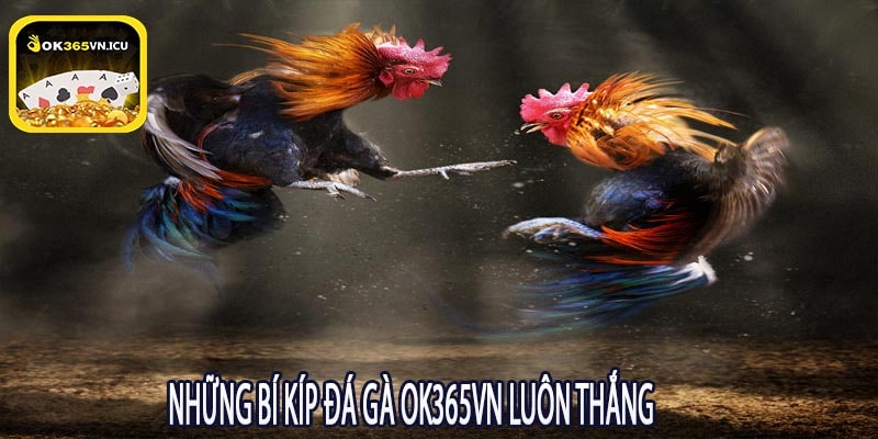 Những Bí Kíp Đá Gà OK365VN Luôn Thắng