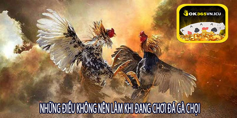 Những Điều Không Nên Làm Khi Đang Chơi Đá Gà Chọi